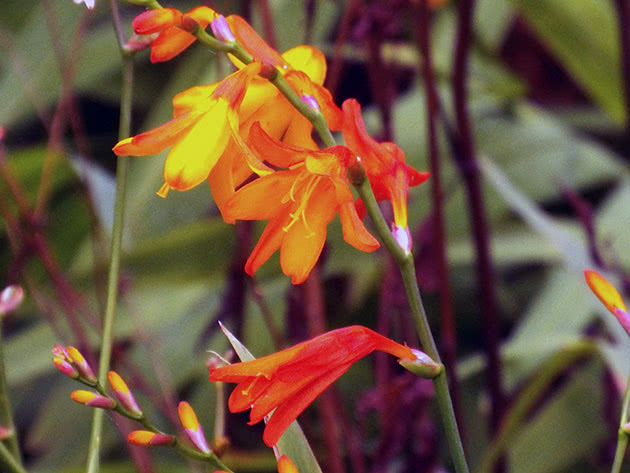 Крокосмия золотистая (Crocosmia aurea)