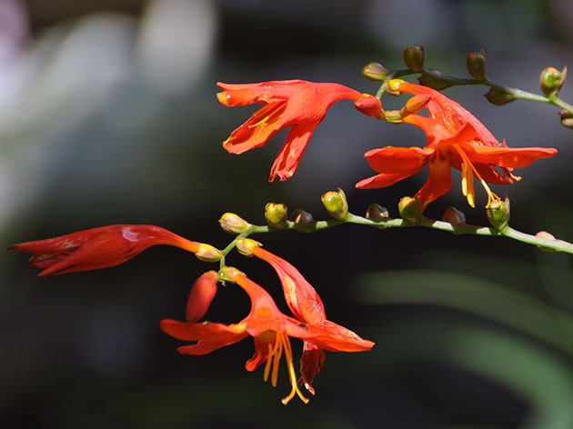 Крокосмия обыкновенная (Crocosmia crocosmiiflora)