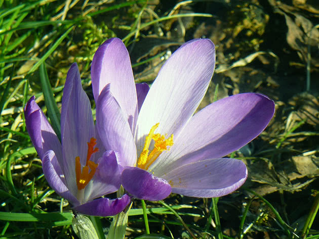 Крокус весенний / Crocus vernus