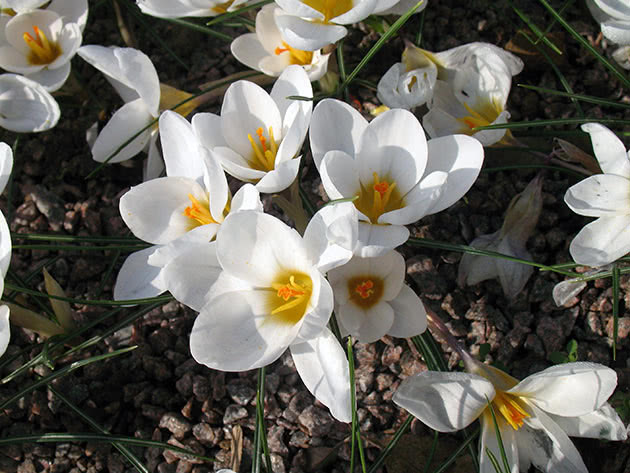 Крокус двуцветковый / Crocus biflorus