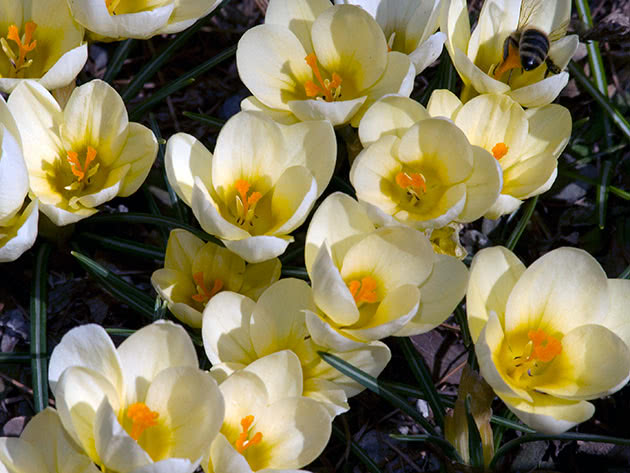 Крокус золотистый / Crocus chrysanthus