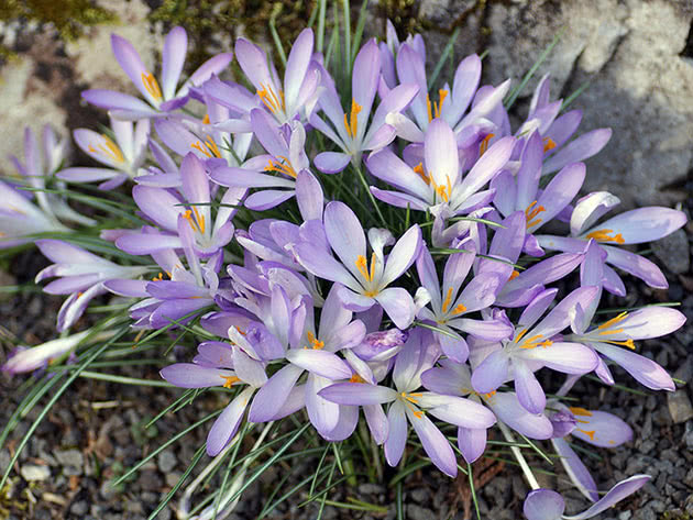 Крокус Томазини / Crocus tommasinianus