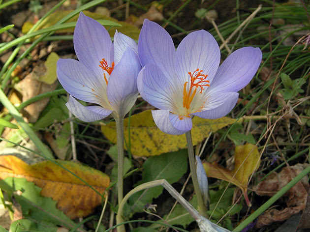 Крокус прекрасный / Crocus speciosus
