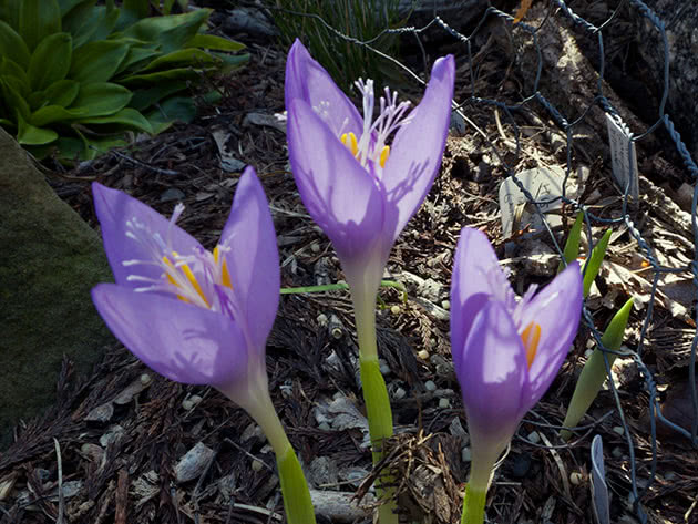 Крокус банатский / Crocus banaticus