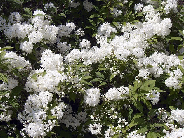Дейция амурская, или мелкоцветная / Deutzia amurensis