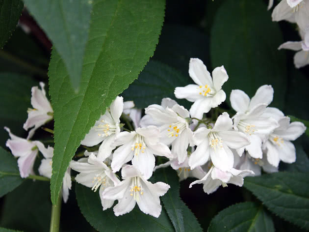 Дейция изящная / Deutzia gracilis
