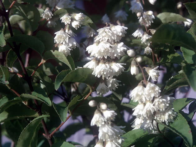 Дейция великолепная, или пышная / Deutzia magnifica