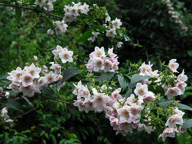 Дейция длиннолистная / Deutzia longifolia