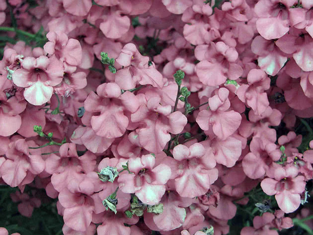 Диасция бдительная (Diascia vigilis)