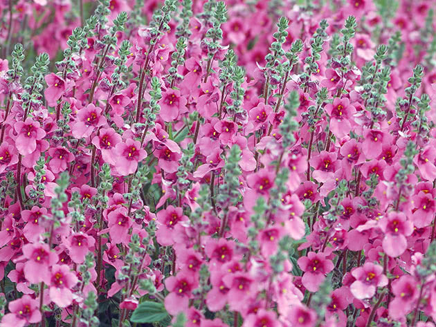 Диасция войлочная (Diascia fetcaniensis)