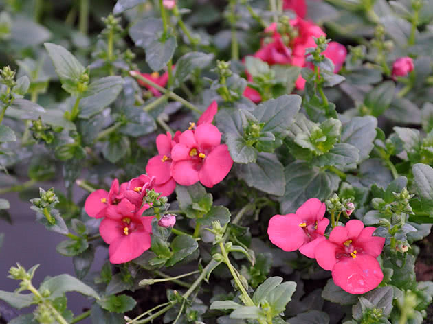 Диасция бородчатая (Diascia barberae)