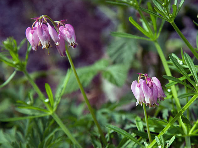 Дицентра красивая / Dicentra formosa