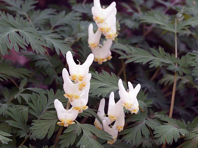 Дицентра клобучковая / Dicentra cuccularia