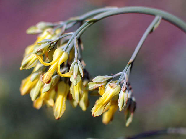 Дицентра золотистоцветковая / Dicentra chrysantha