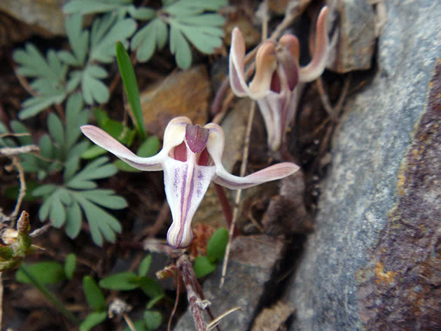 Дицентра одноцветковая / Dicentra uniflora