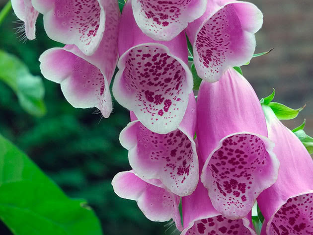 Наперстянка пурпурная (Digitalis purpurea)