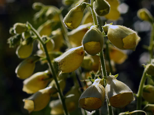Наперстянка крупноцветковая (Digitalis grandiflora = Digitalis ambigua)
