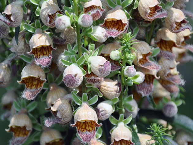 Наперстянка ржавая (Digitalis ferruginea)