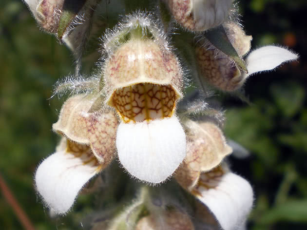Наперстянка шерстистая (Digitalis lanata)