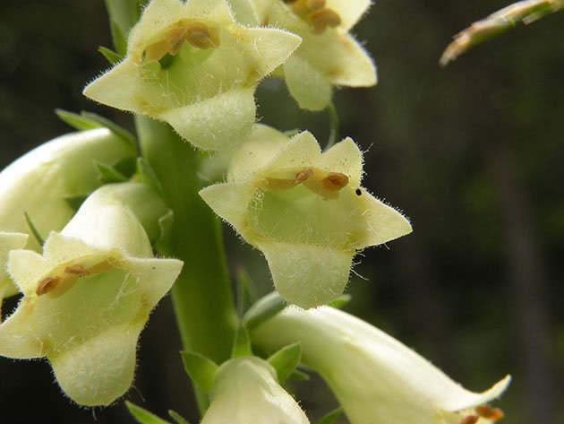Наперстянка желтая (Digitalis lutea)