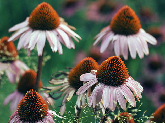 Эхинацея пурпурная / Echinacea purpurea