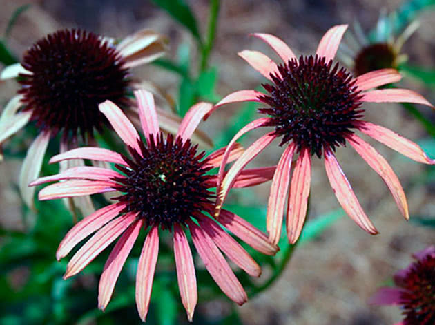 Эхинацея Сансет / Echinacea x sunset
