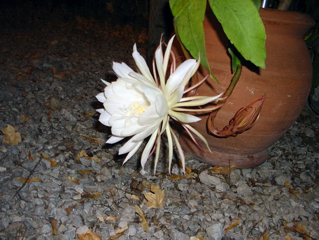 Эпифиллум оксипеталум (Epiphyllum oxypetalum)