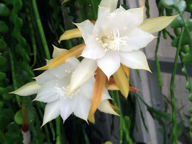 Эпифиллум ангулигер (Epiphyllum anguliger)