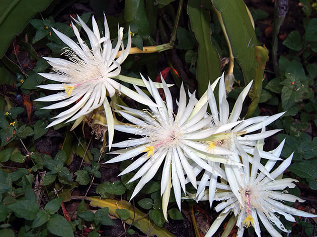 Эпифиллум Хукера (Epiphyllum hookeri)