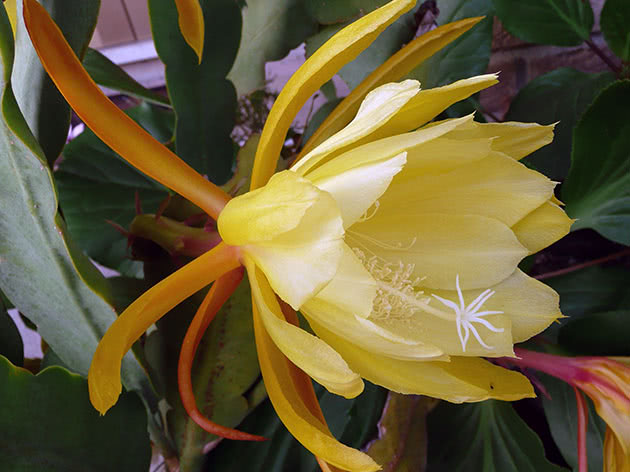 Эпифиллум зазубренный (Epiphyllum crenatum)