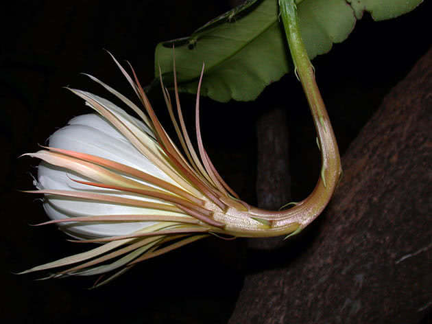 Эпифиллум Томаса (Epiphyllum thomasianum)