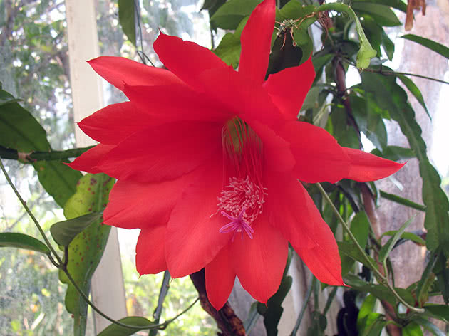 Эпифиллум Аккермана (Epiphyllum ackermanii)