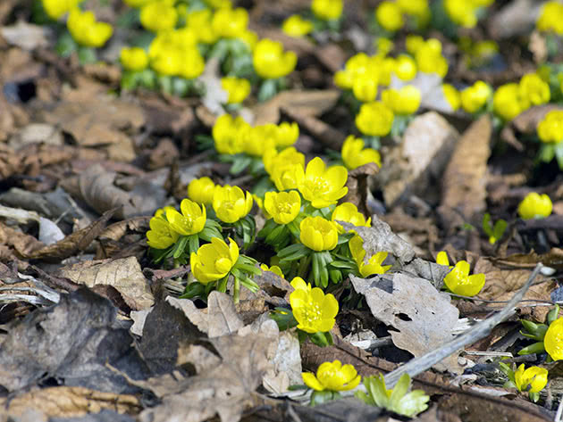 Эрантис зимний (Eranthis hyemalis)