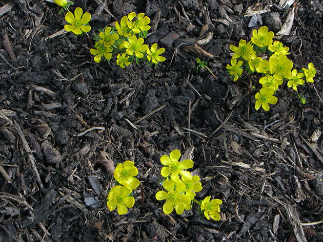 Эрантис киликийский (Eranthis cilicica)