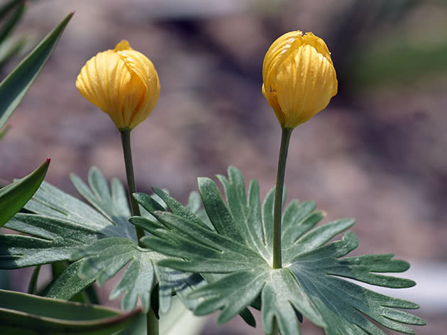 Эрантис длинноножковый (Eranthis longistipitata)