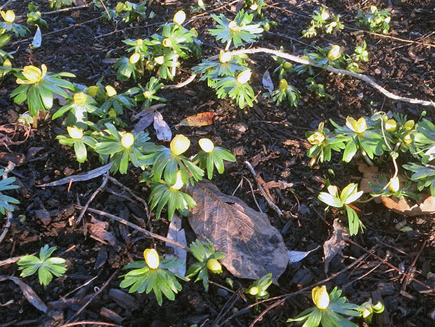 Эрантис Тубергена (Eranthis tubergenii)