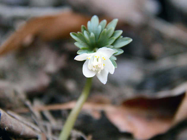 Эрантис звездчатый (Eranthis stellata)
