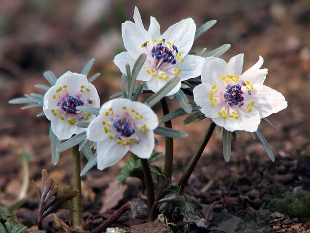 Эрантис перистонадрезной (Eranthis pinnatifida)