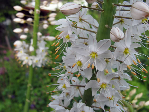 Эремурус мощный (Eremurus robustus)