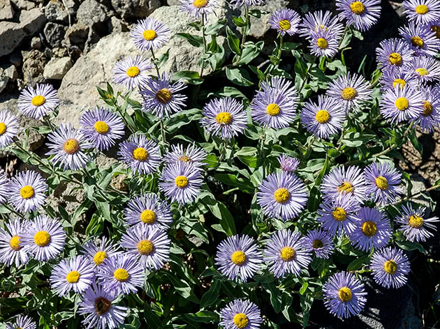 Мелколепестник красивый (Erigeron speciosus = Stenactis speciosa)