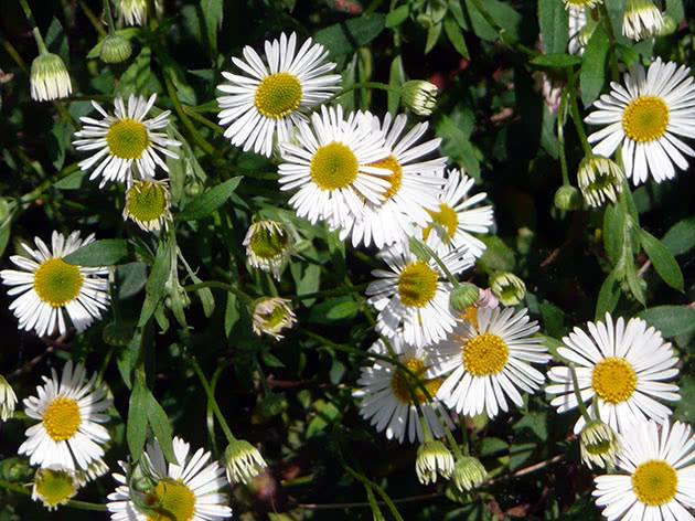 Мелколепестник Карвинского (Erigeron karvinskianus = Erigeron mucronatus)