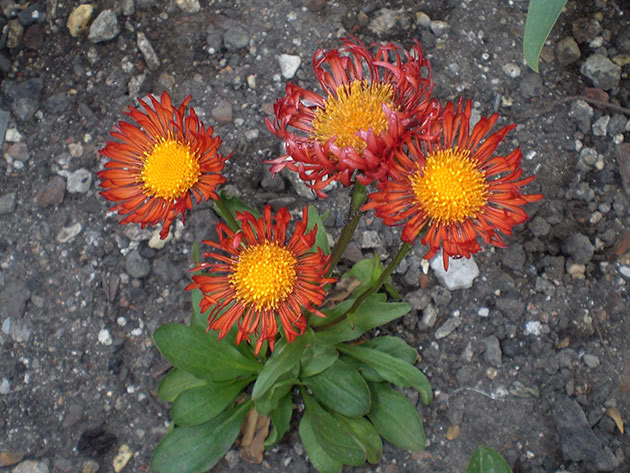 Эригерон оранжевый (Erigeron aurantiacus)