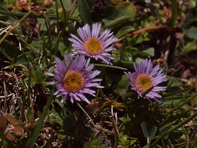 Эригерон альпийский (Erigeron alpinus = Erigeron schleicheri)