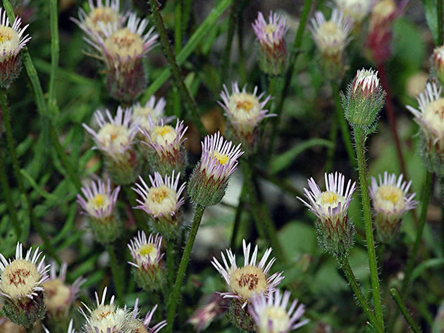 Мелколепестник едкий, или мелколепестник острый (Erigeron acris)