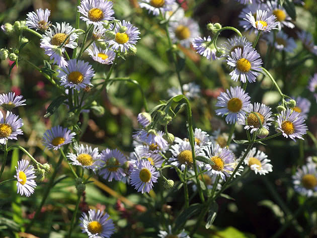 Мелколепестник однолетний (Erigeron annuus)