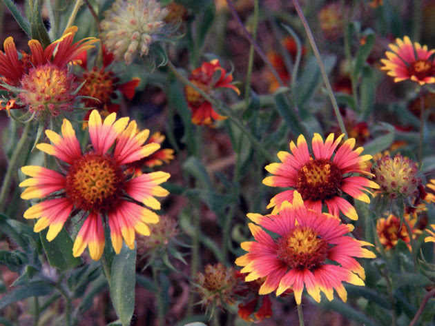 Гайлардия красивая / Gaillardia pulchella