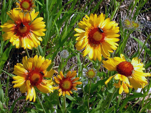 Гайлардия остистая / Gaillardia aristata