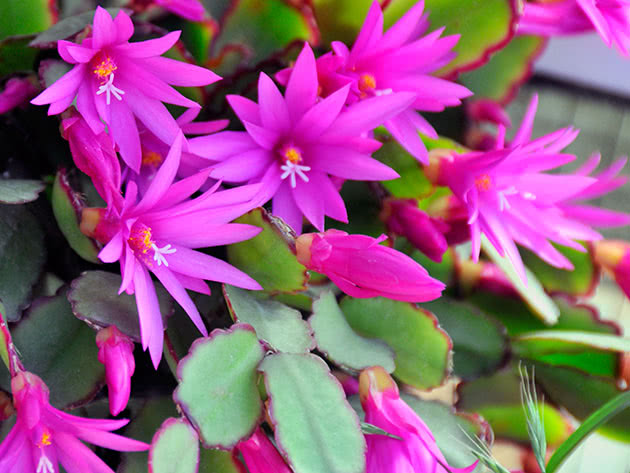 Хатиора розовая (Hatiora rosea)