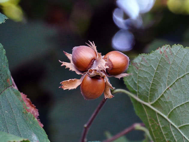 Лещина обыкновенная (лат. Corylus avellana)