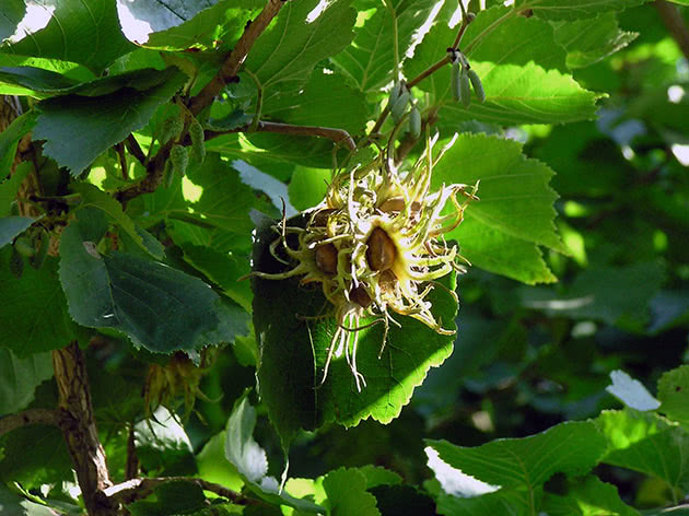 Лещина древовидная (лат. Corylus colurna)